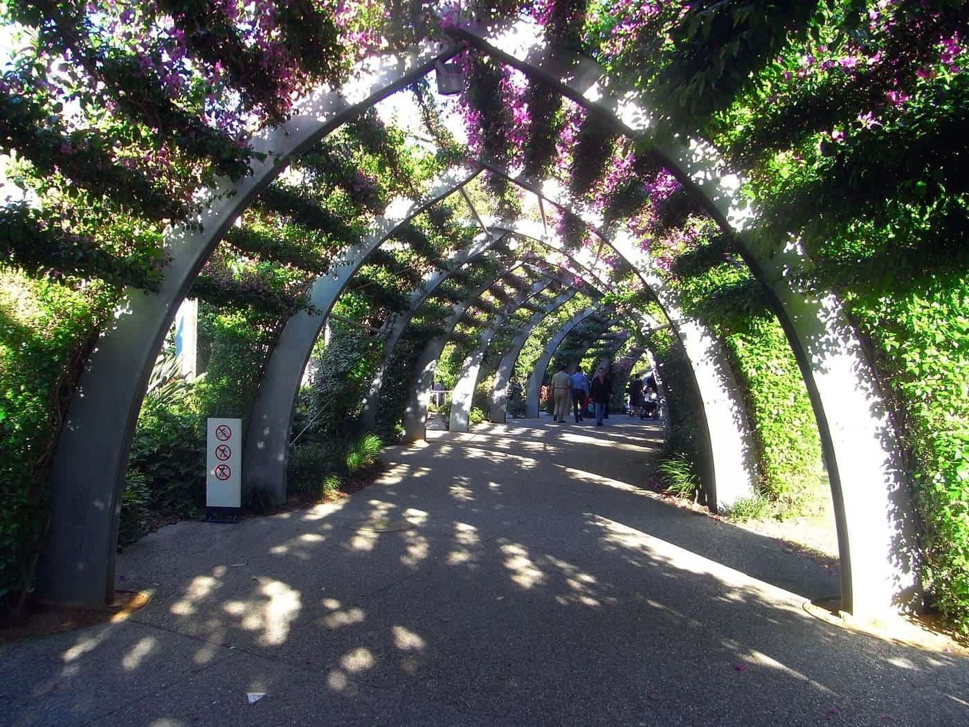 Bougainvillea growing over the curving steel arbour at South Bank, Brisbane